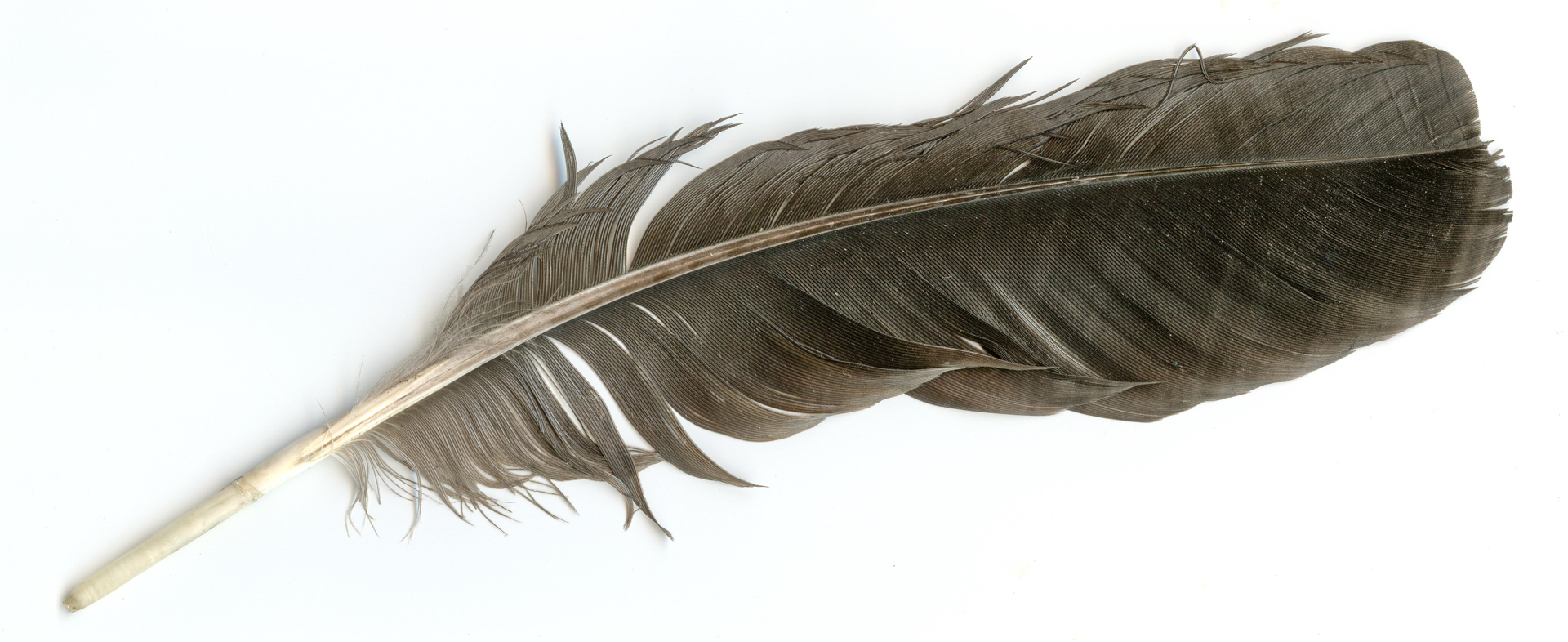Raven feather