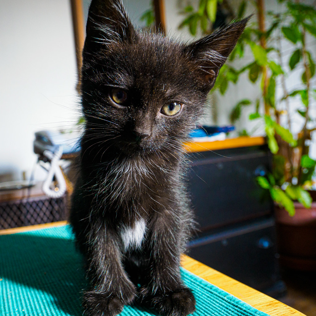 7 week old kitten 7 week old kitten