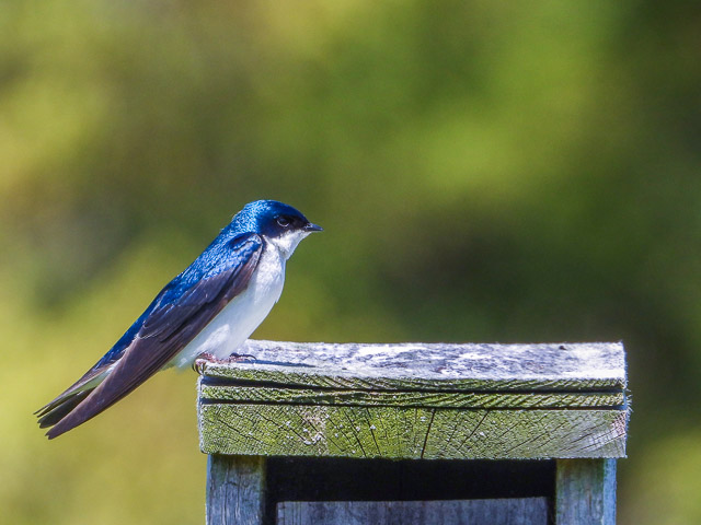 Tree Swallows at Lake Wampanoag Wildlife Sanctuary