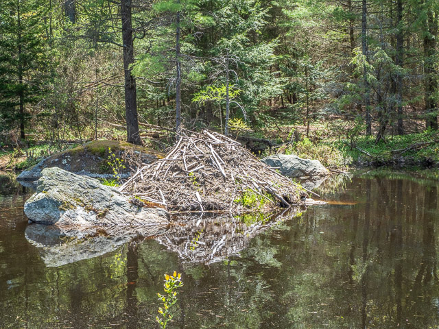 Beaver Lodge