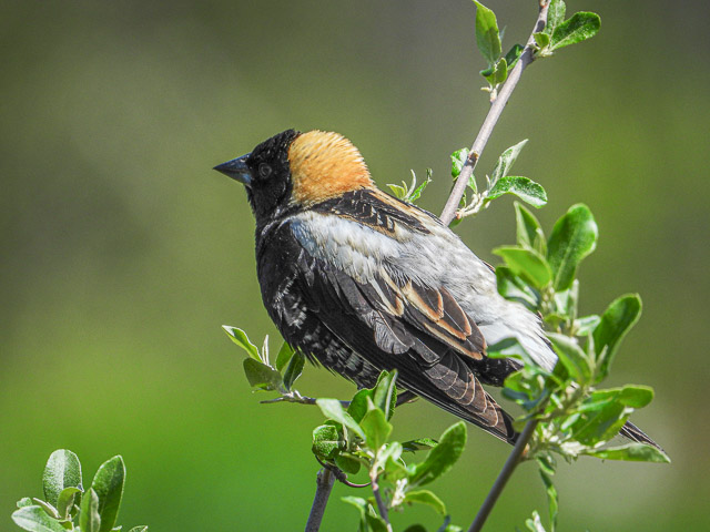 Bobolink at Lake Wampanoag Wildlife Sanctuary