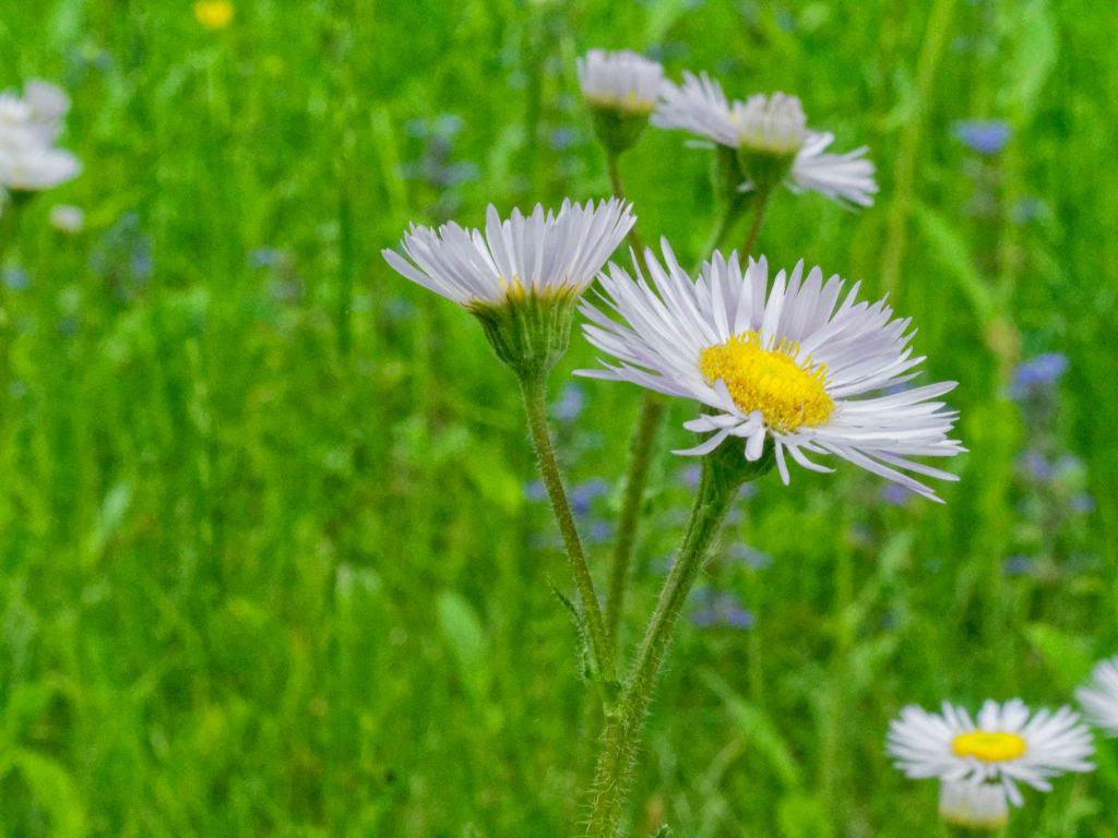 Flower in Lawn