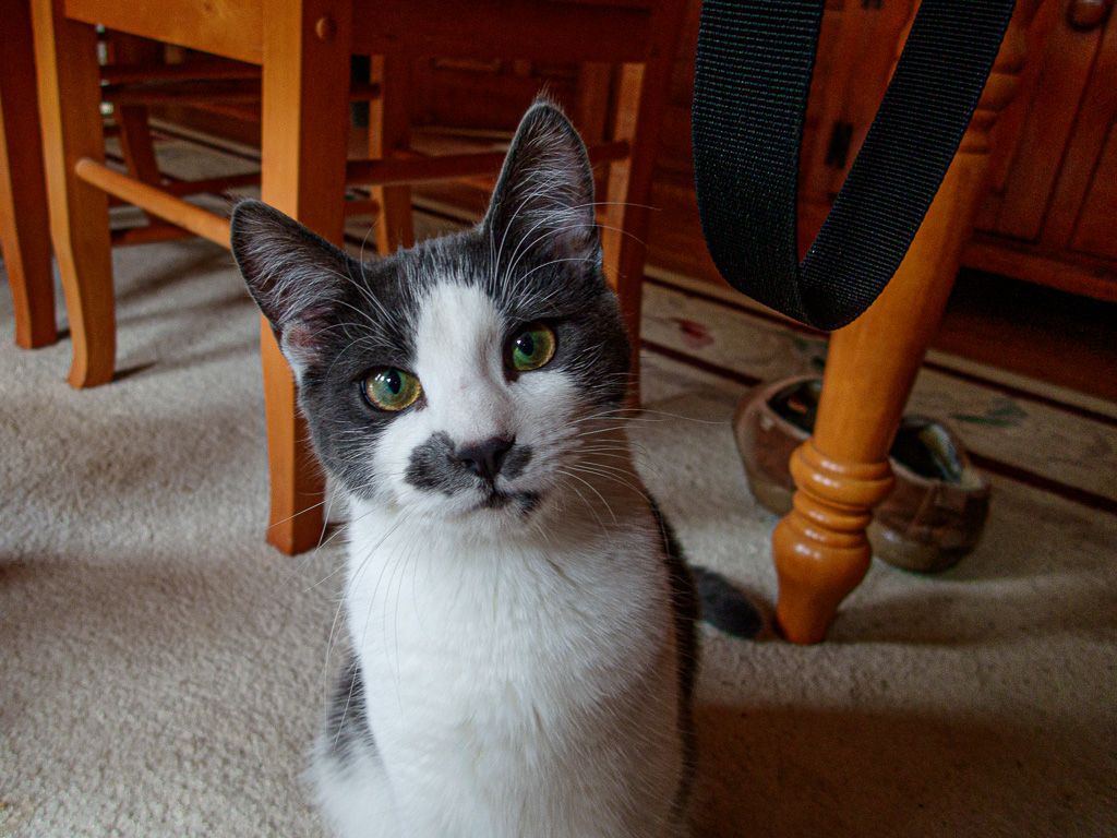 Ella the cat