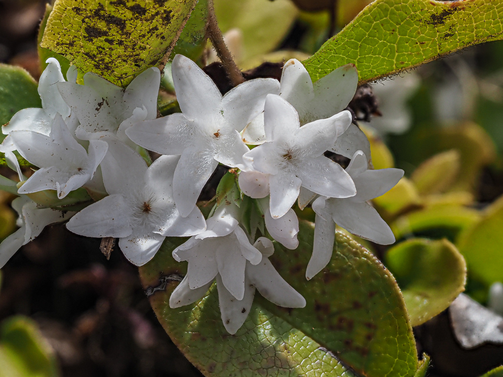 Trailing Arbutus (Epigaea repens)