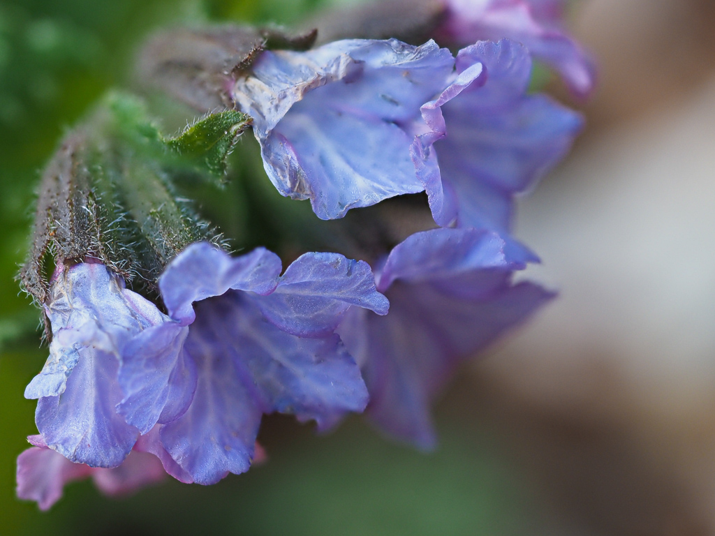 Lungwort (Pulmonaria)