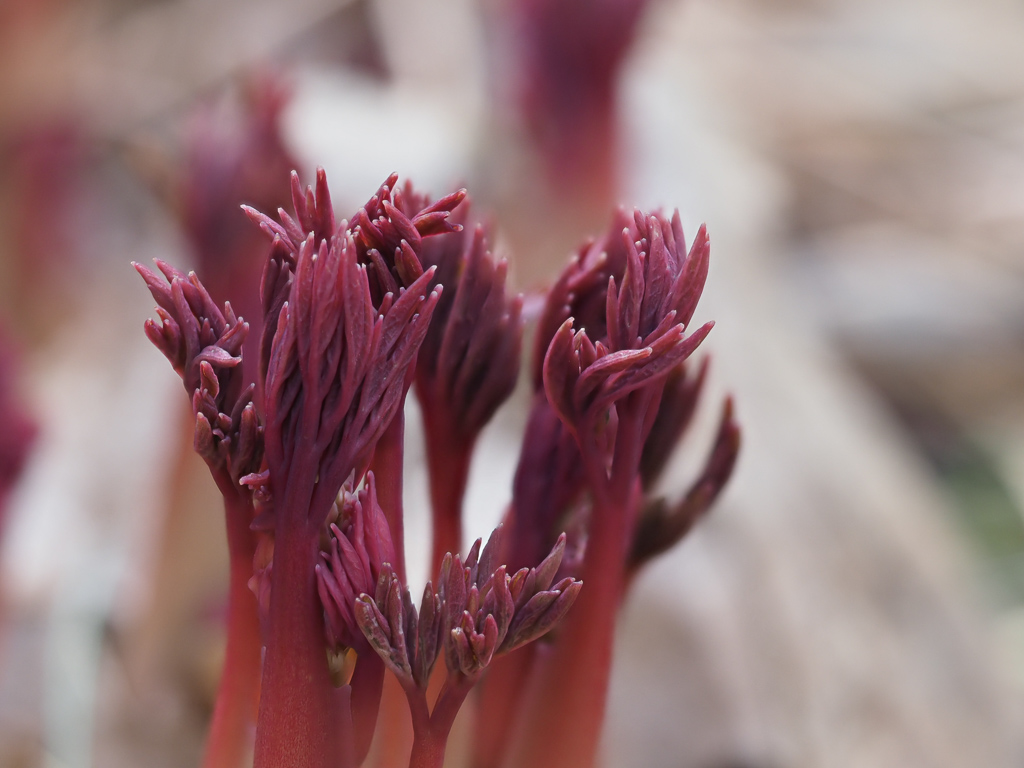 Bleeding Heart (Lamprocapnos spectabilis) new growth
