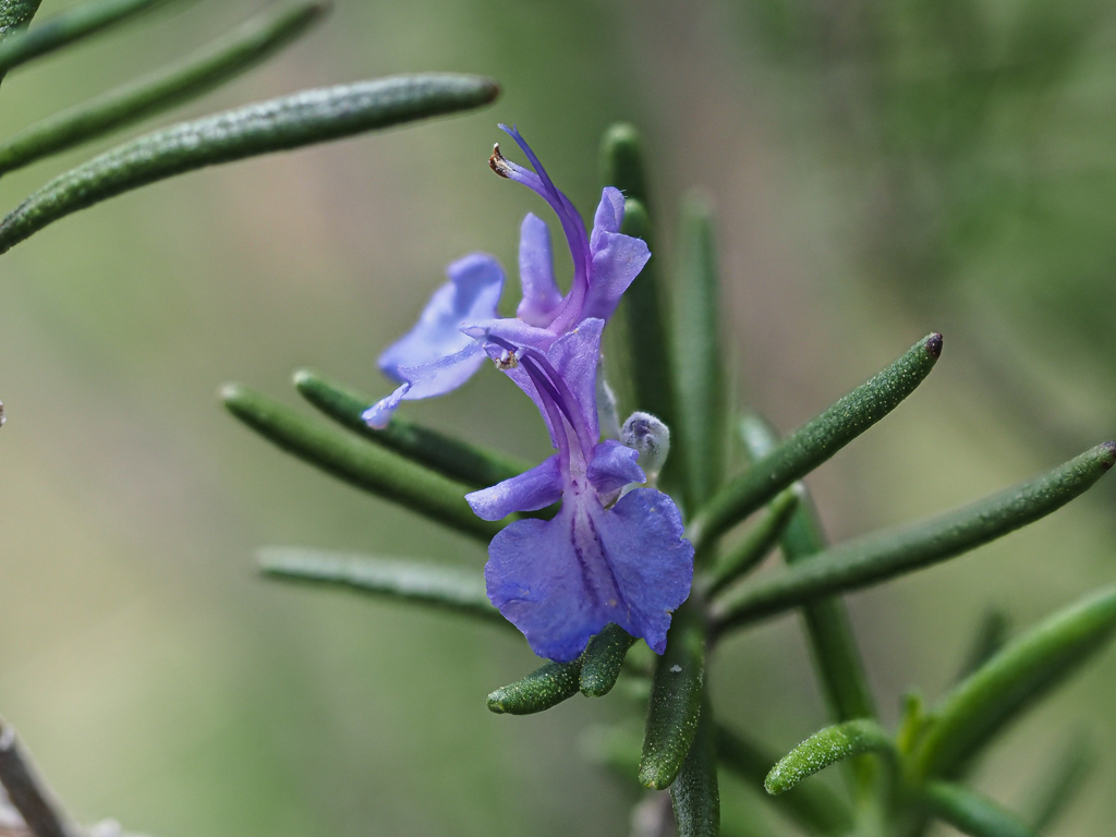 Rosemary (Salvia rosmarinus)