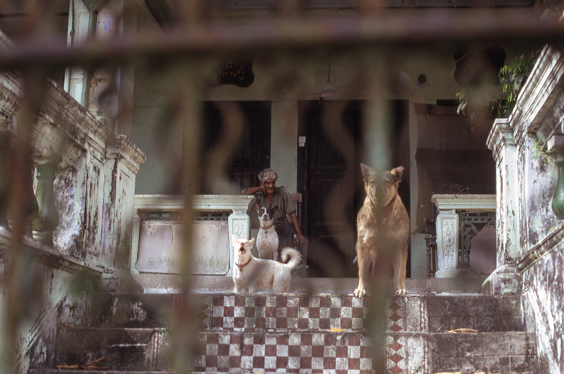 I was happy to see this gate separating me from these dogs. Not sure of the location but I believe this might be Hong Kong.