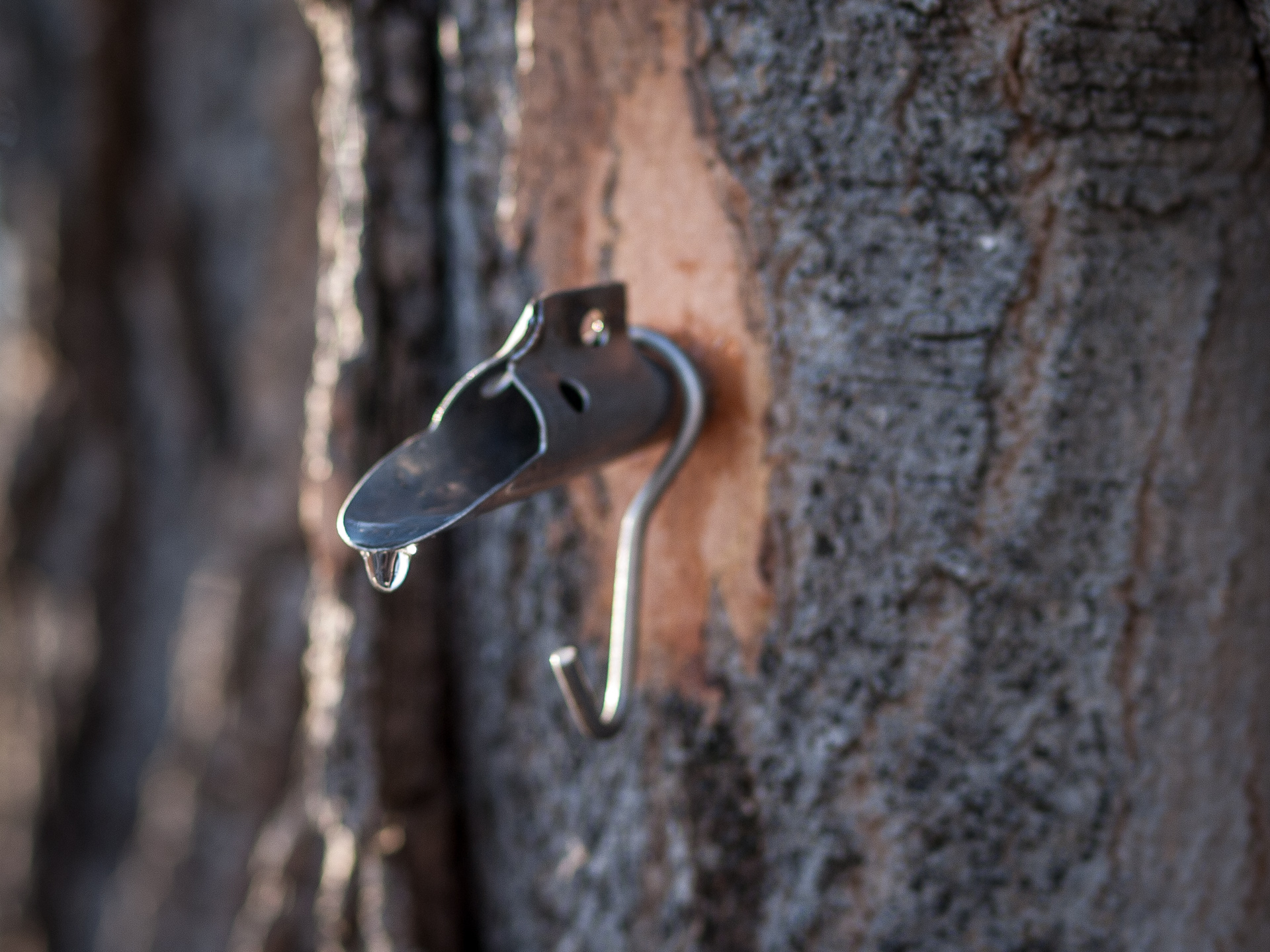 Maple Sap