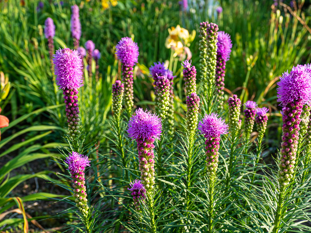 Liatris