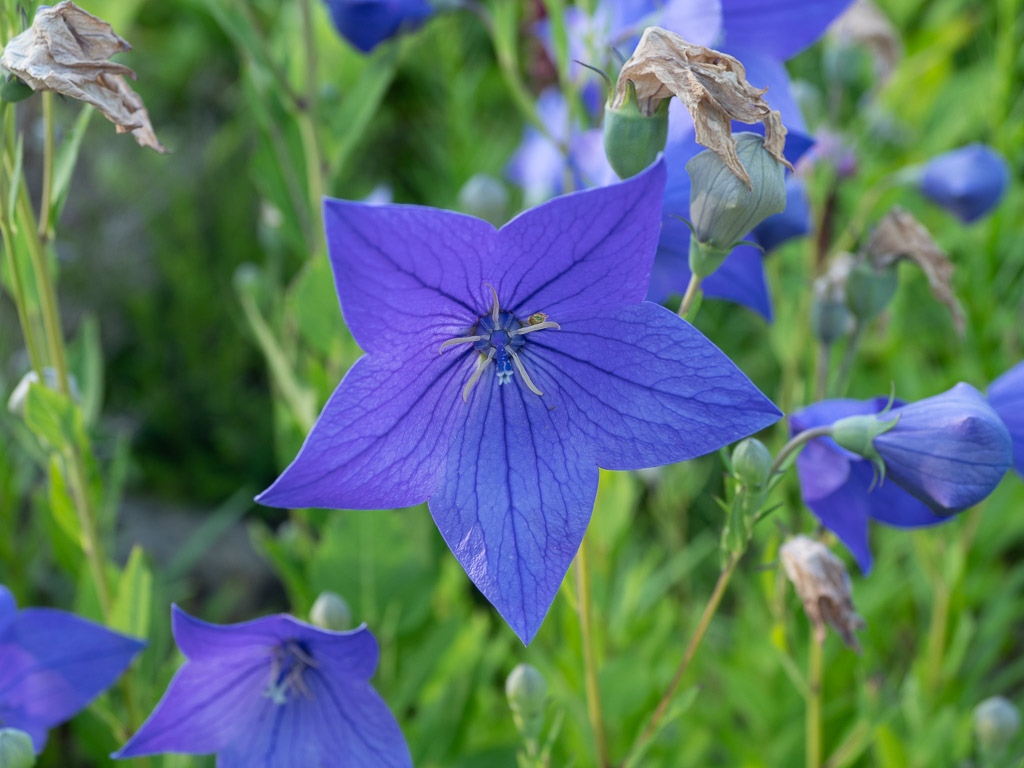 Balloon Flower
