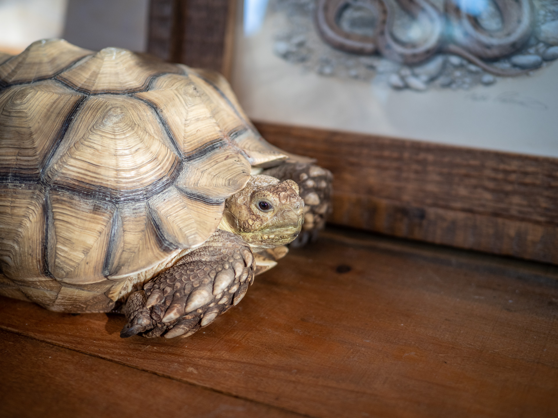 Eddy, a desert tortoise keeps Matt company in his studio Eddy, a desert tortoise keeps Matt company in his studio