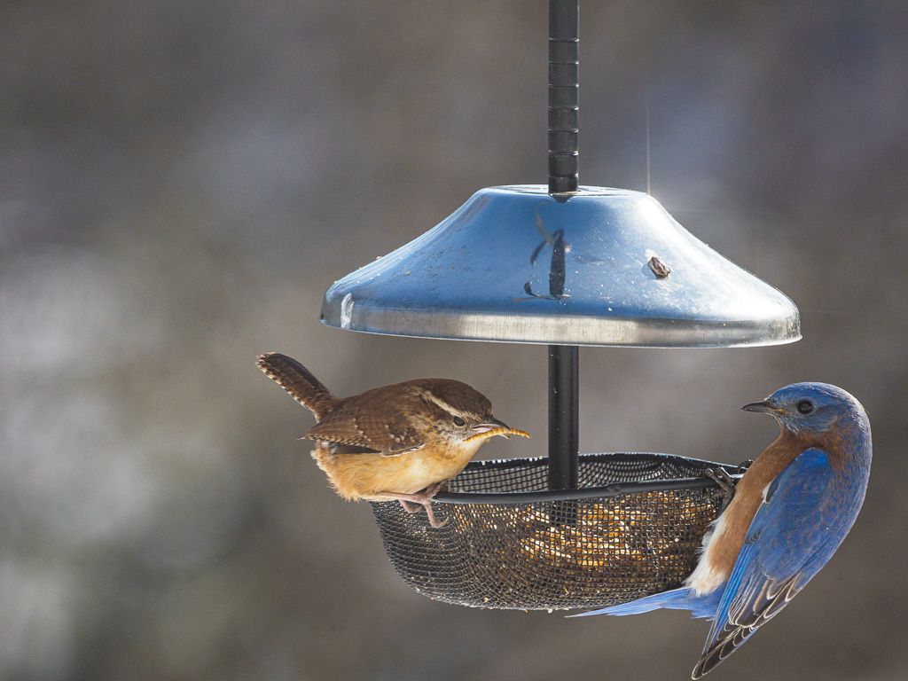 Carolina wren and Bluebird