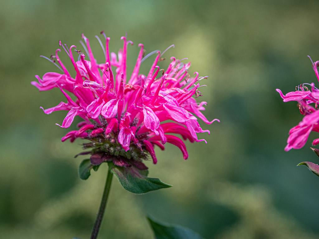 Bee Balm