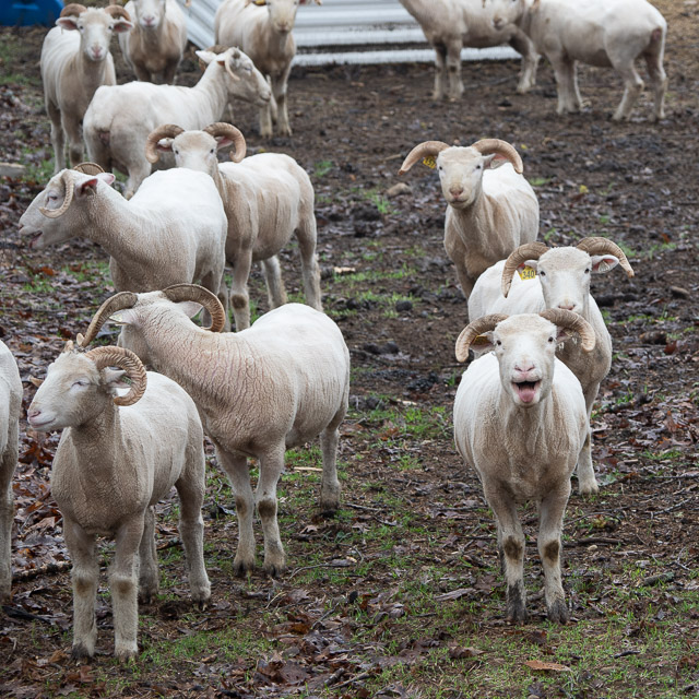 Sheep