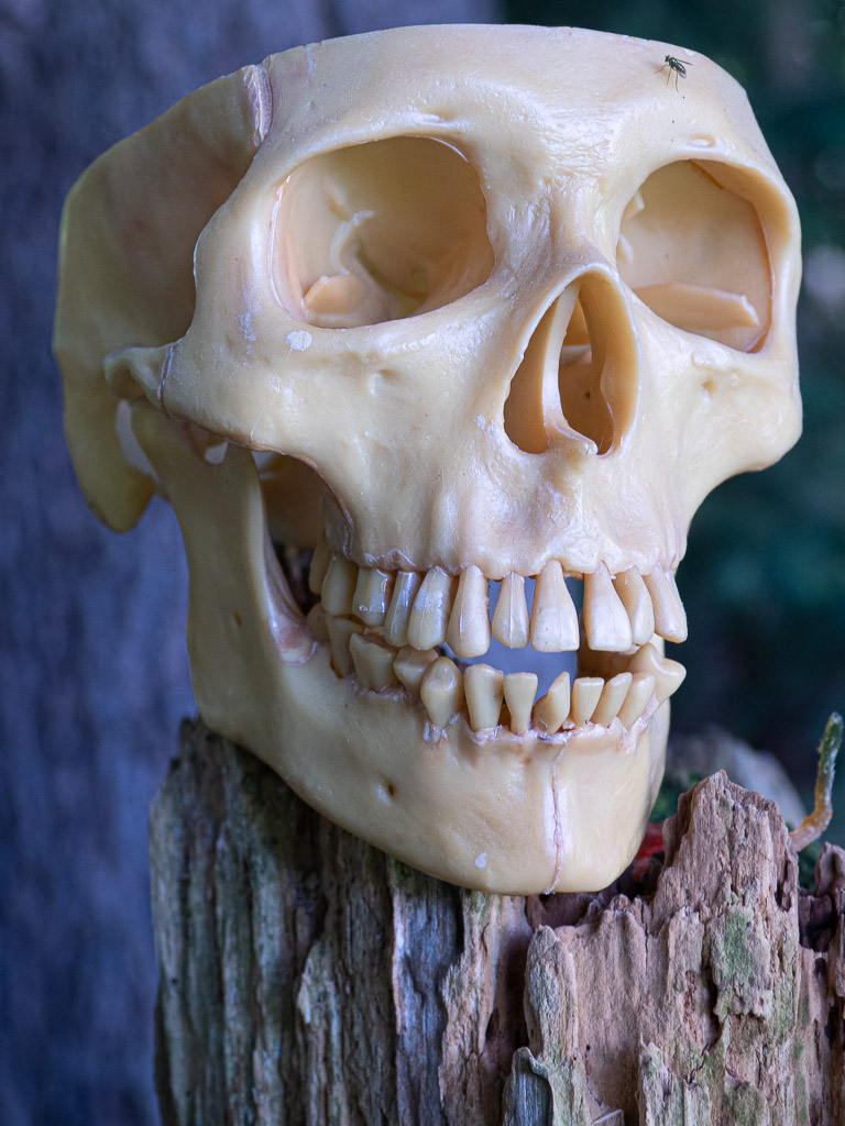 Model Skull