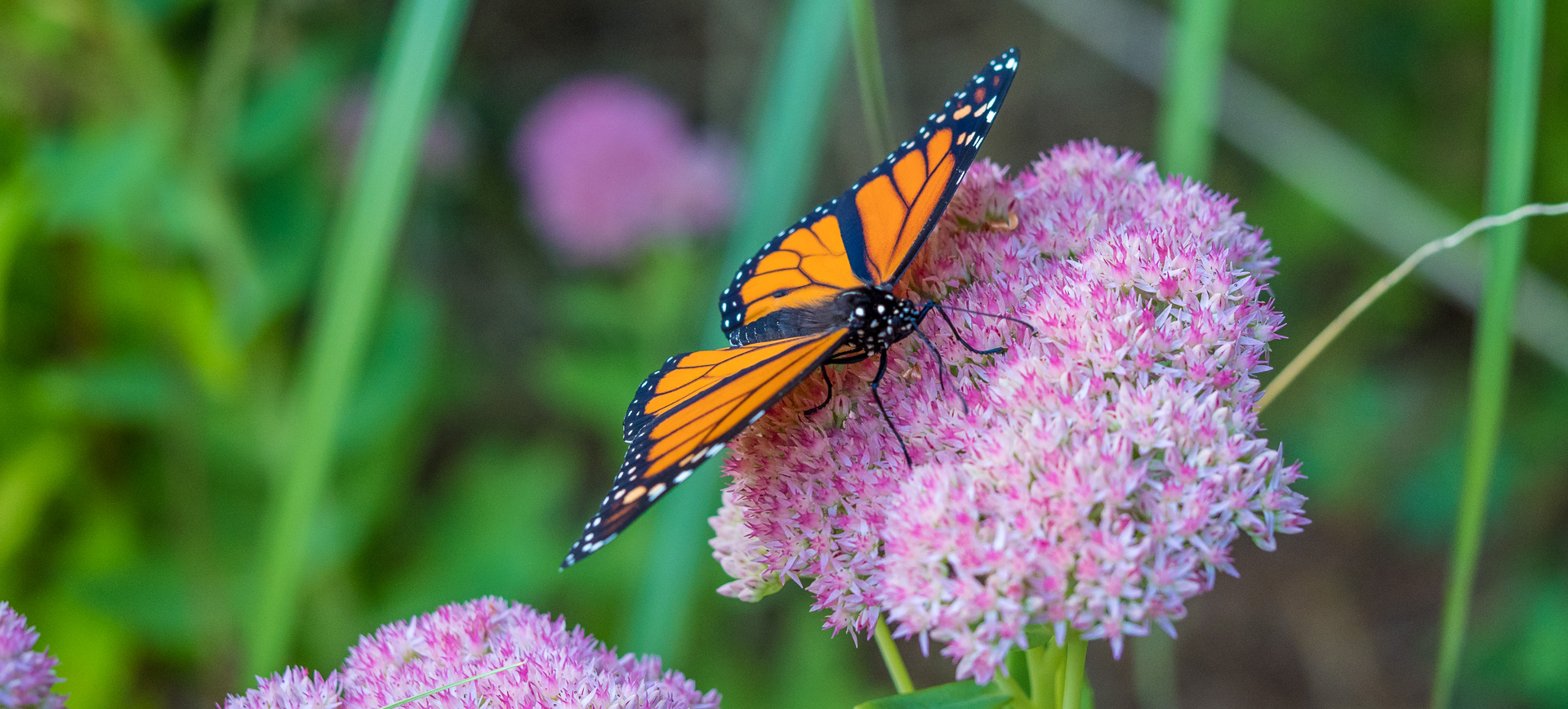 Monarch Butterfly