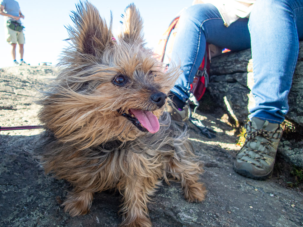Ruby the dog on Mount Watatic
