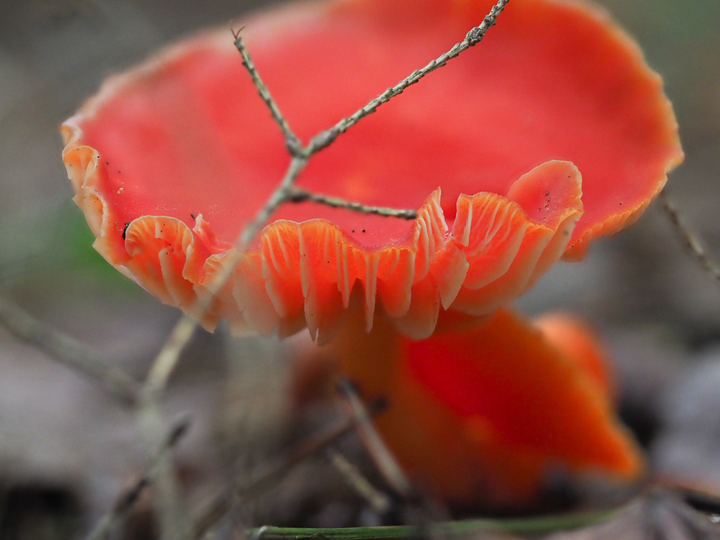 Scarlet Waxcap Mushroom (Hygrocybe coccinea)