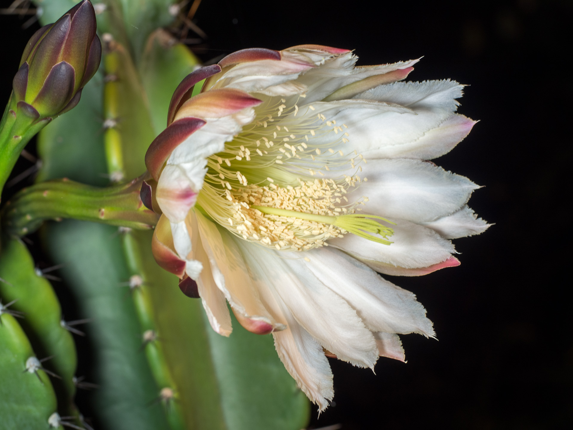 Cactus flower