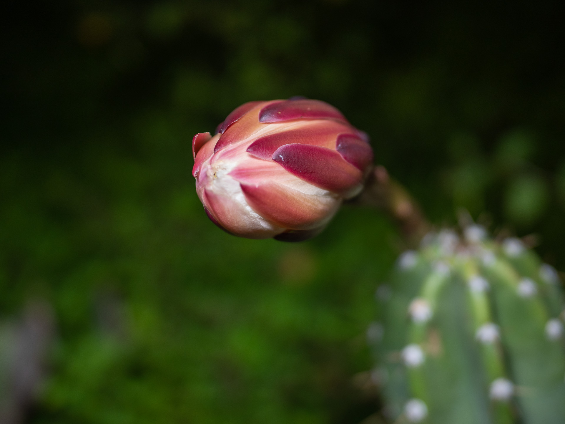 Night Blooming Cereus