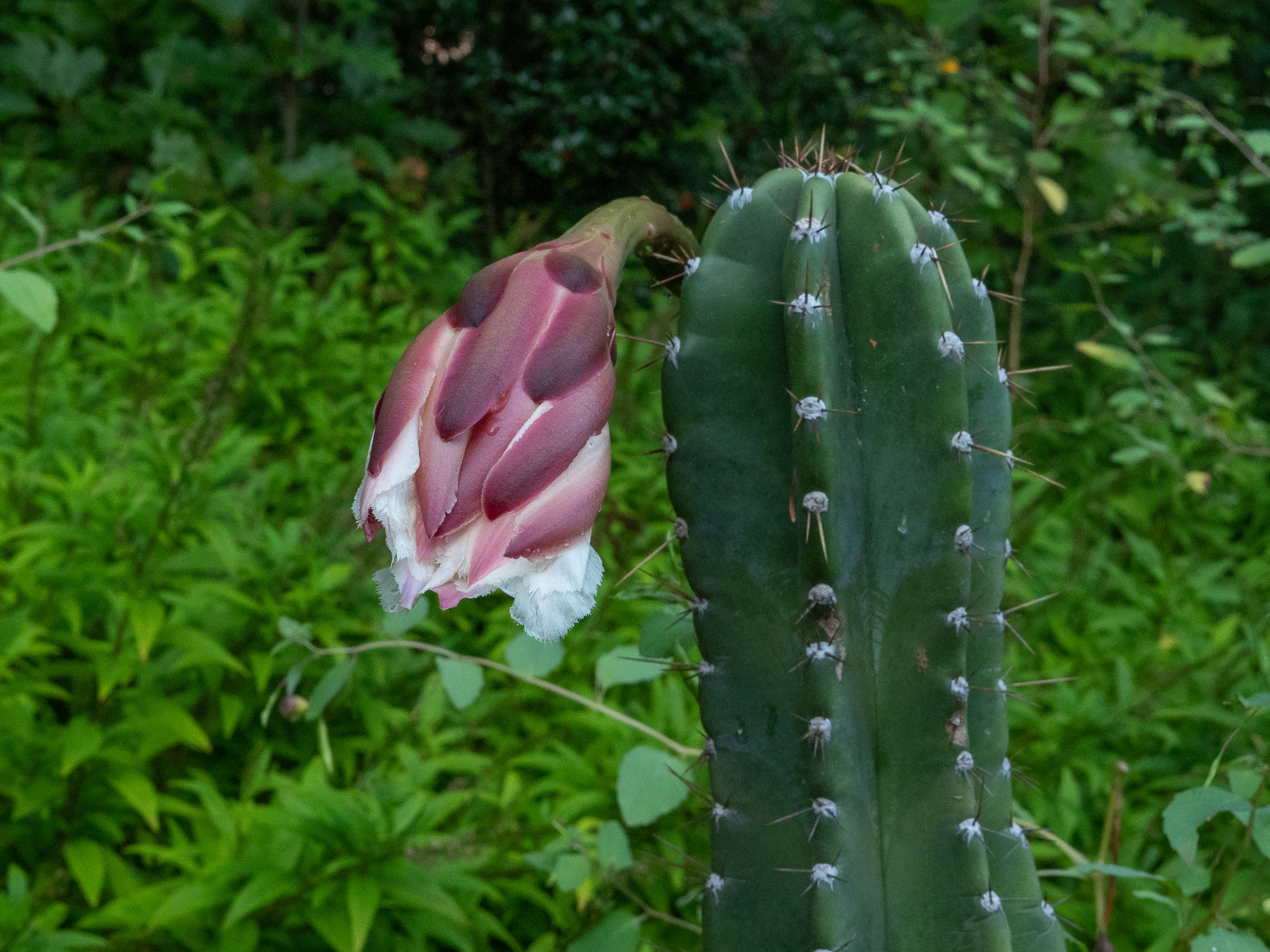 Night Blooming Cereus
