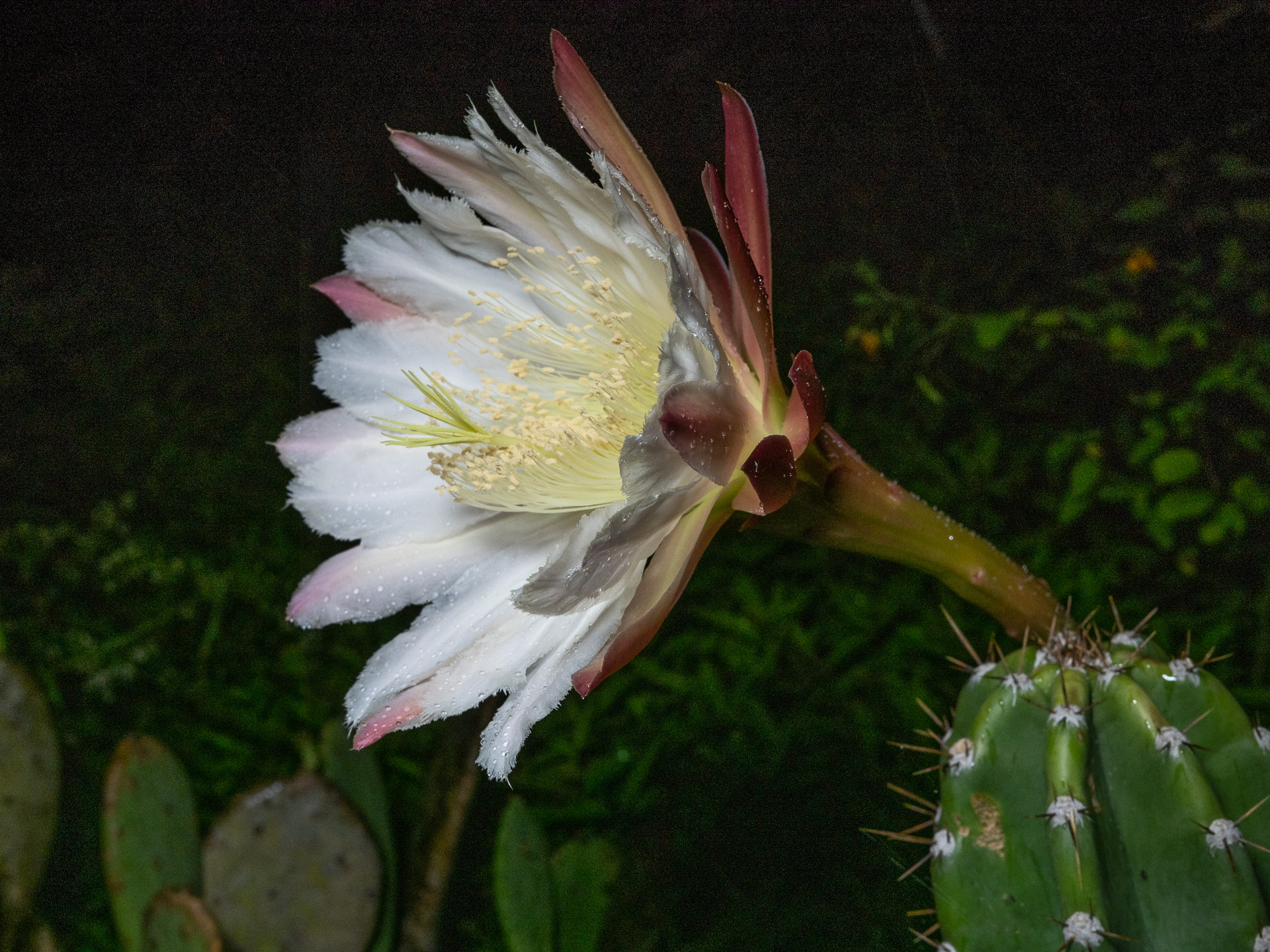 Night Blooming Cereus