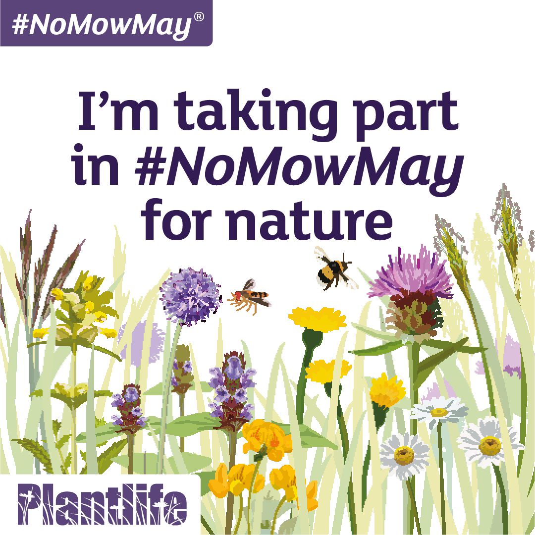 No Mow May memes INSTA 3