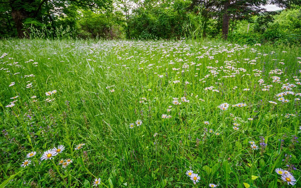 No Mow Lawn