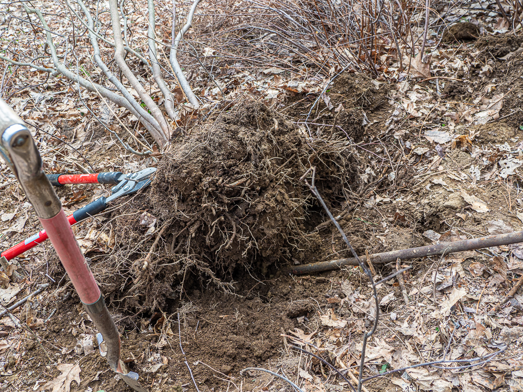 Digging up a Northern Lights Azalea
