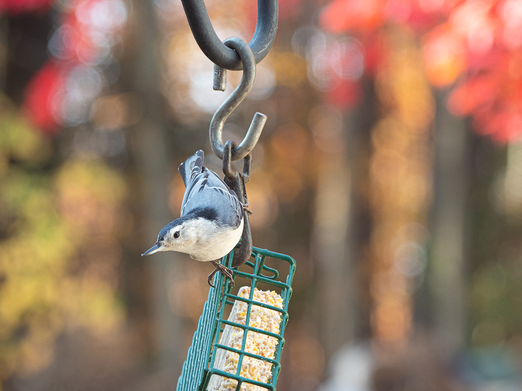 Nuthatch