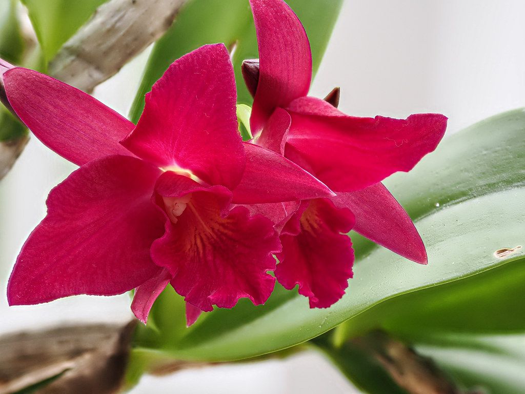 Orchid Orchid