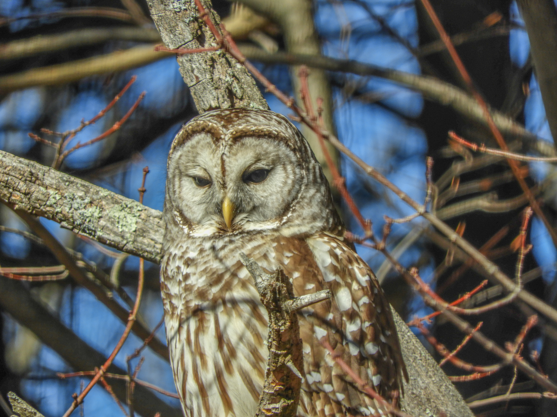 Barred Owl