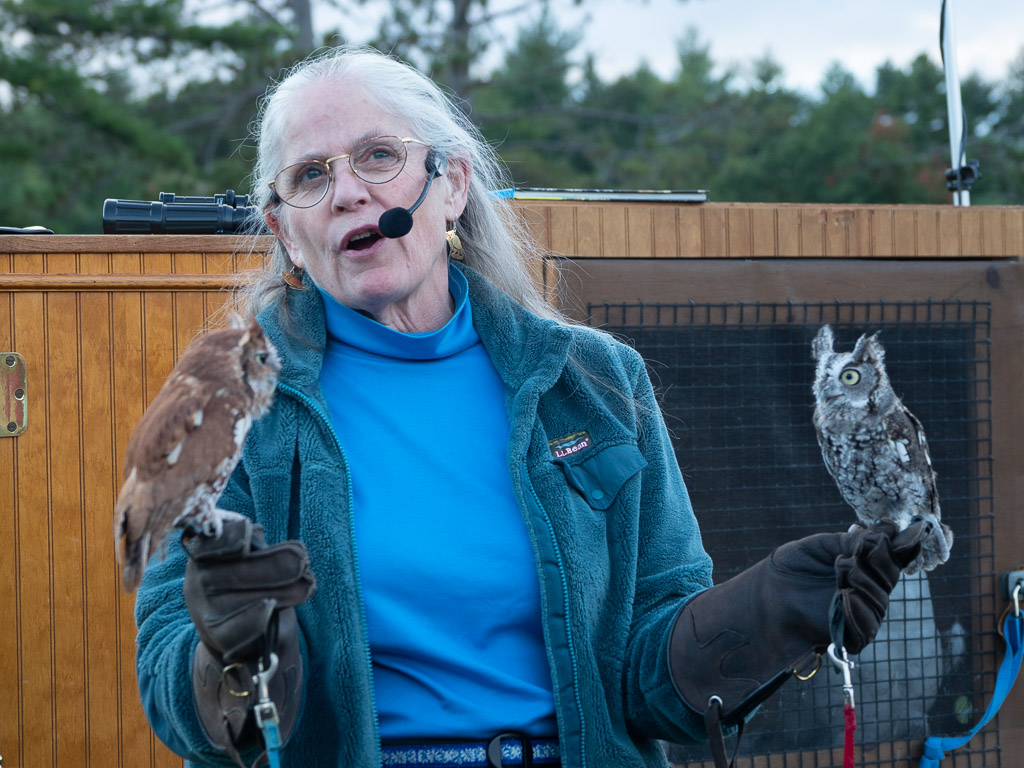 Screech Owl