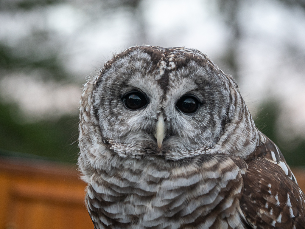 Barred Owl