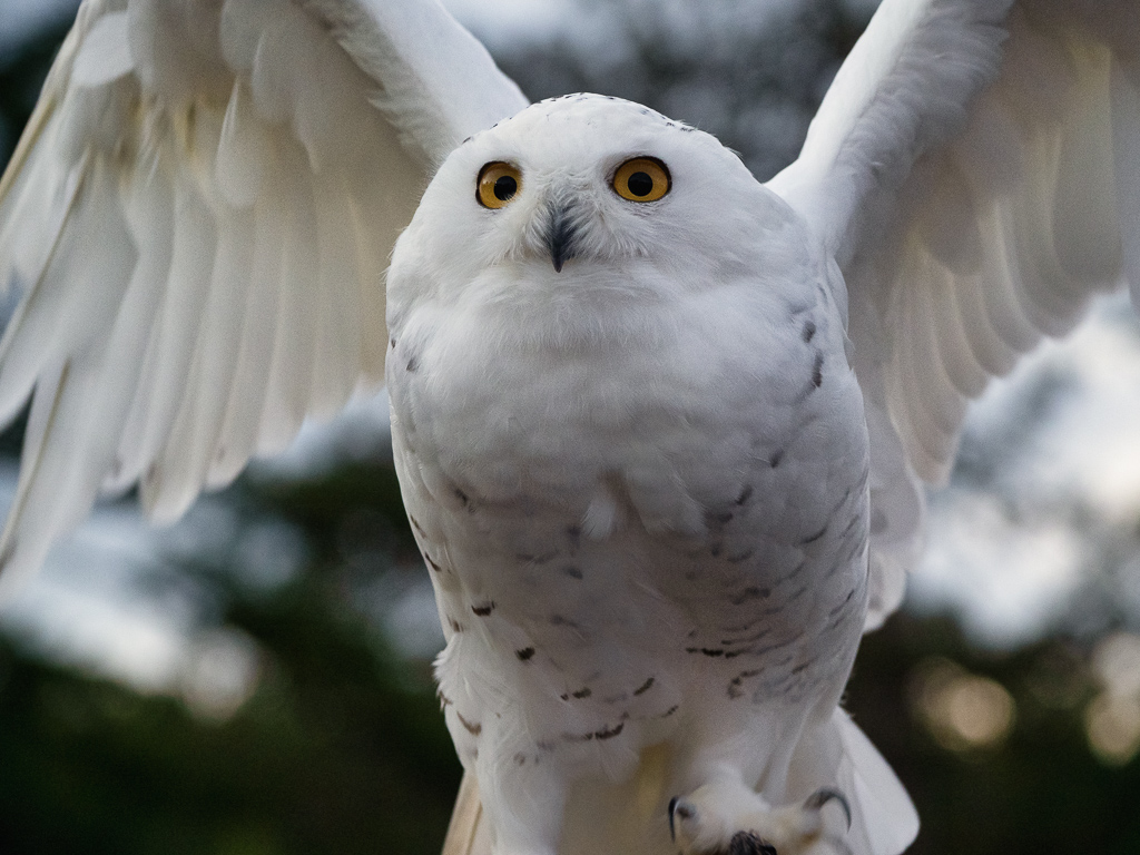 Snowy Owl