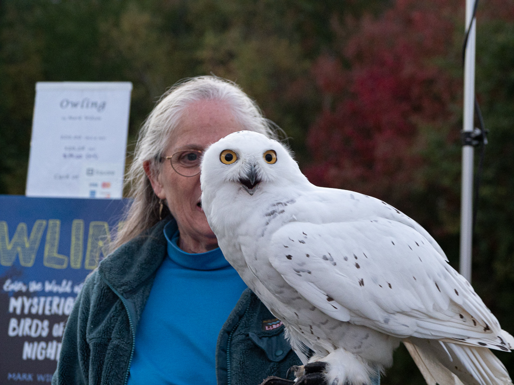 Snowy Owl