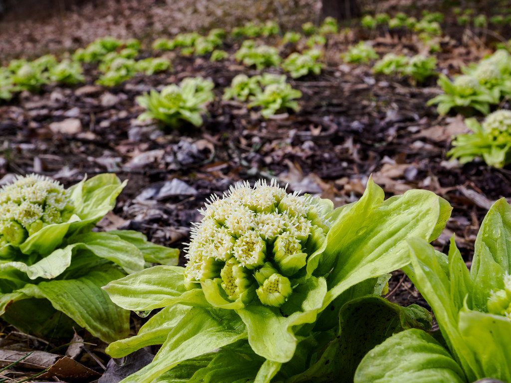 Petasites Japonicus