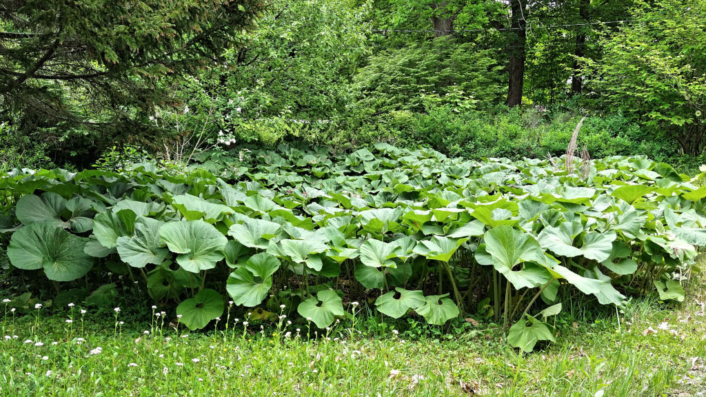 Fuki Petasites japonicus