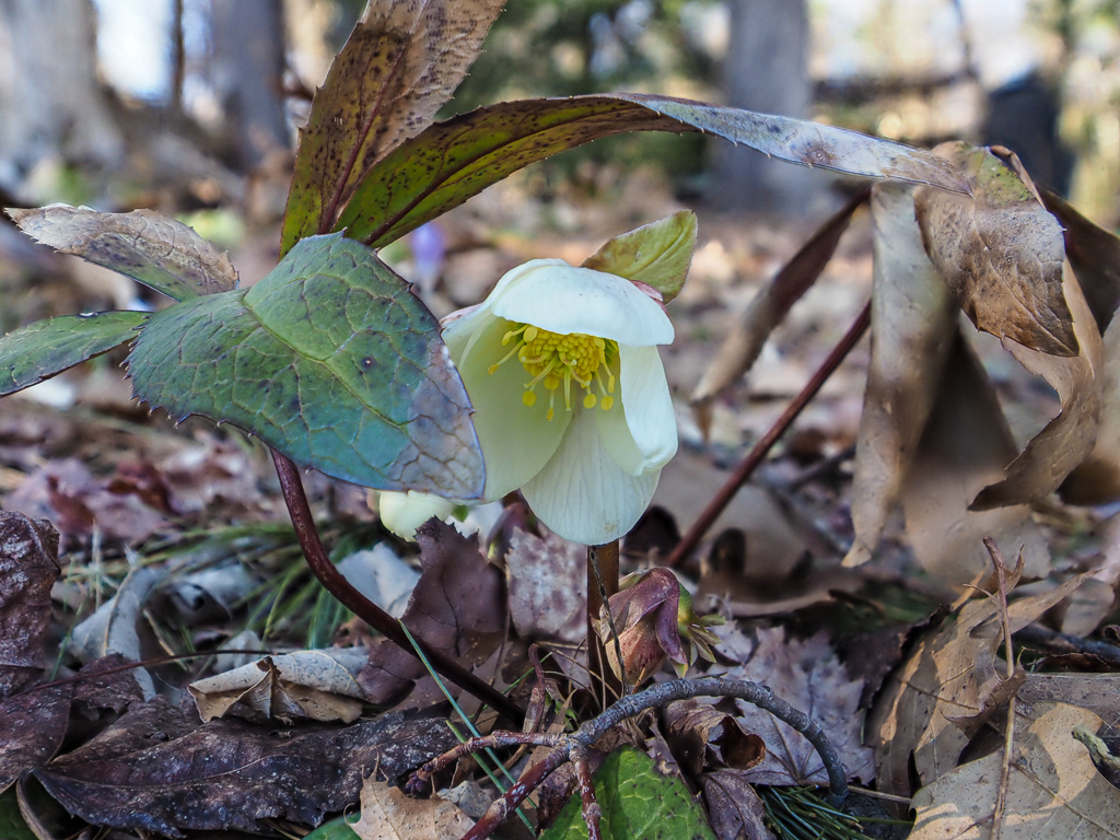 Hellebore