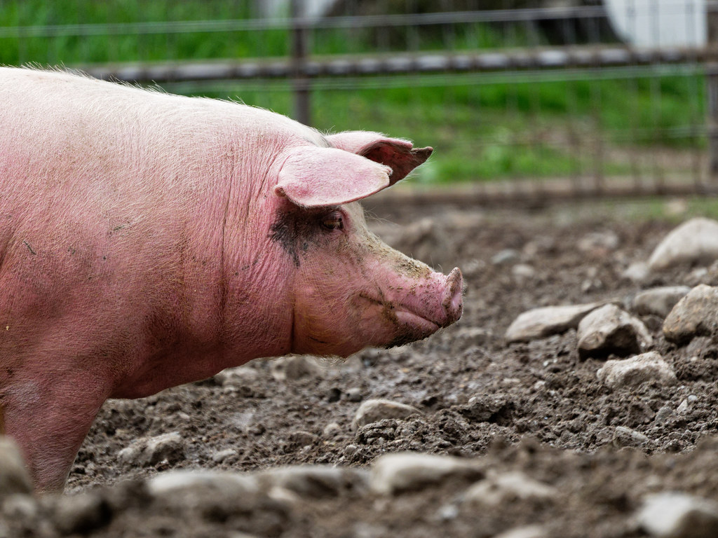 Pig