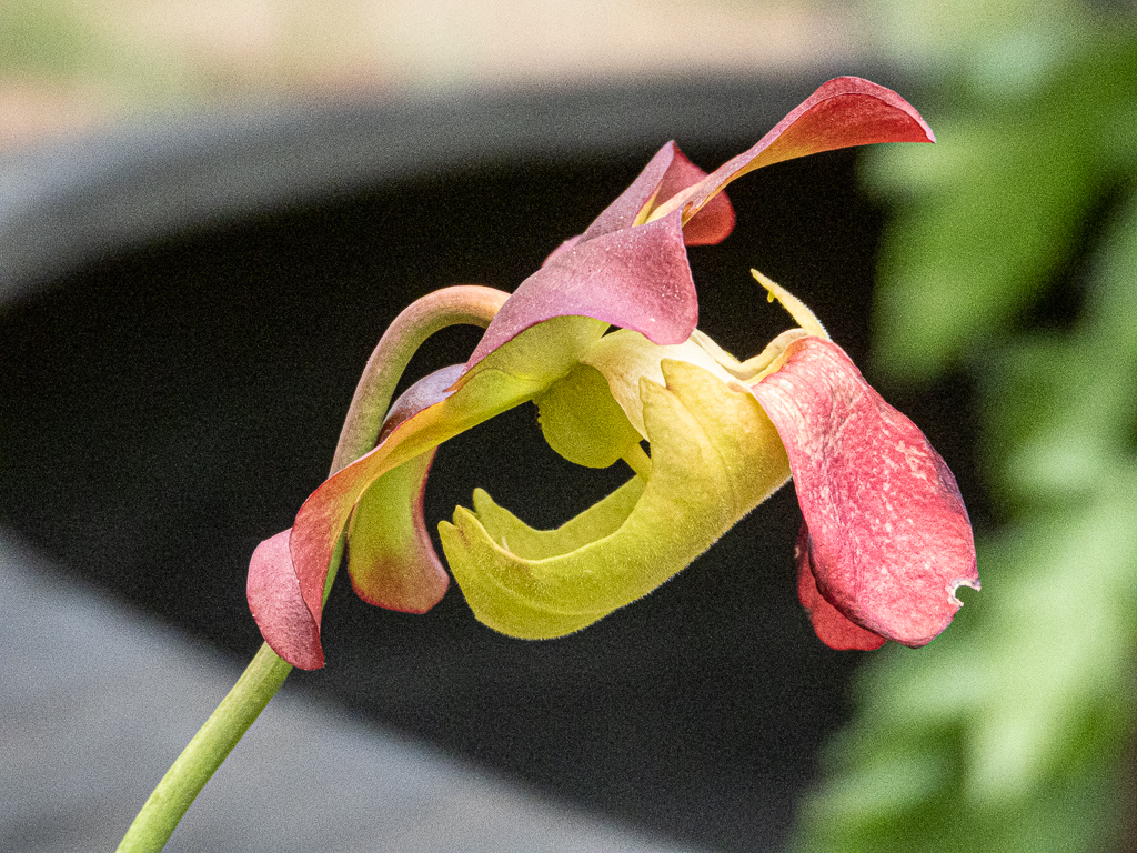 Pitcher Plant Flower