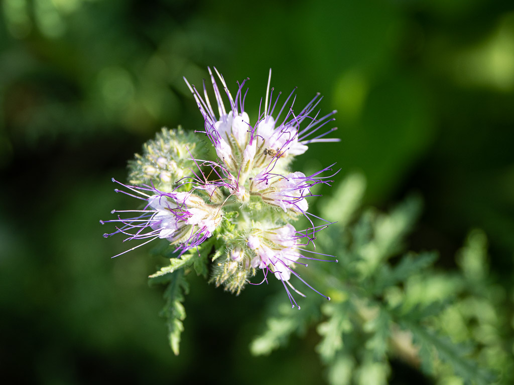 Pollinator Plant