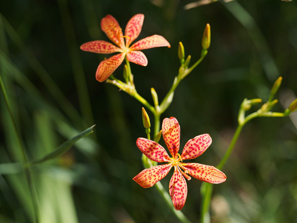 Blackberry Lily