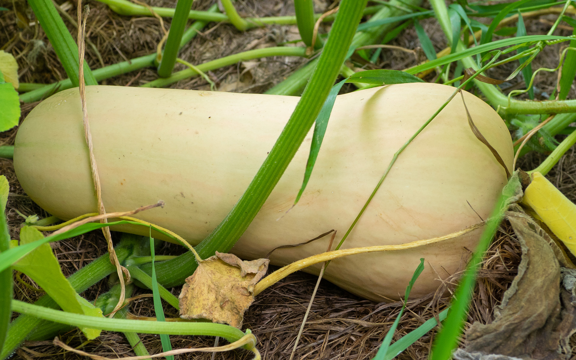 Winter Squash
