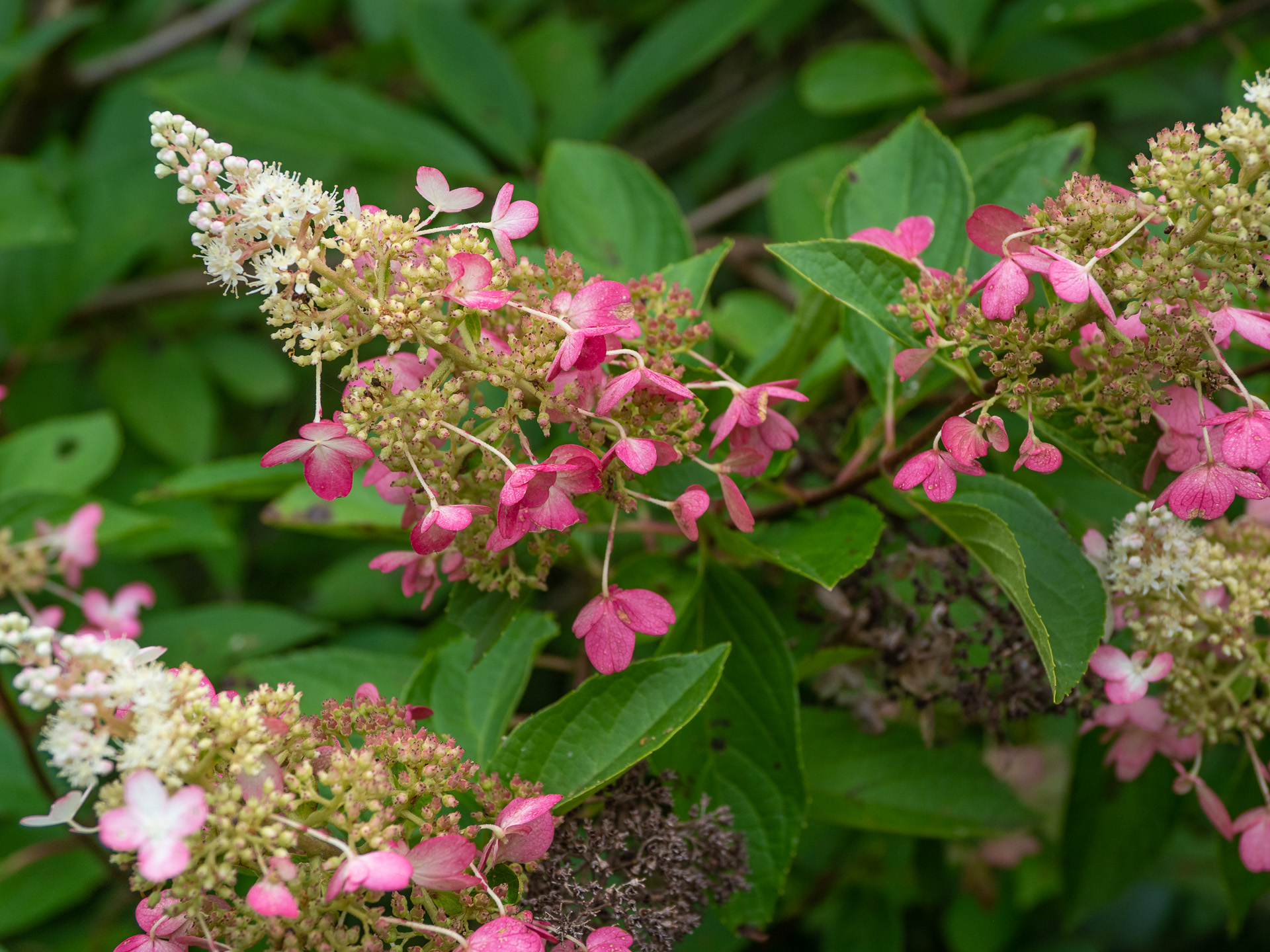 PoltrackGarden-2018082612.jpg