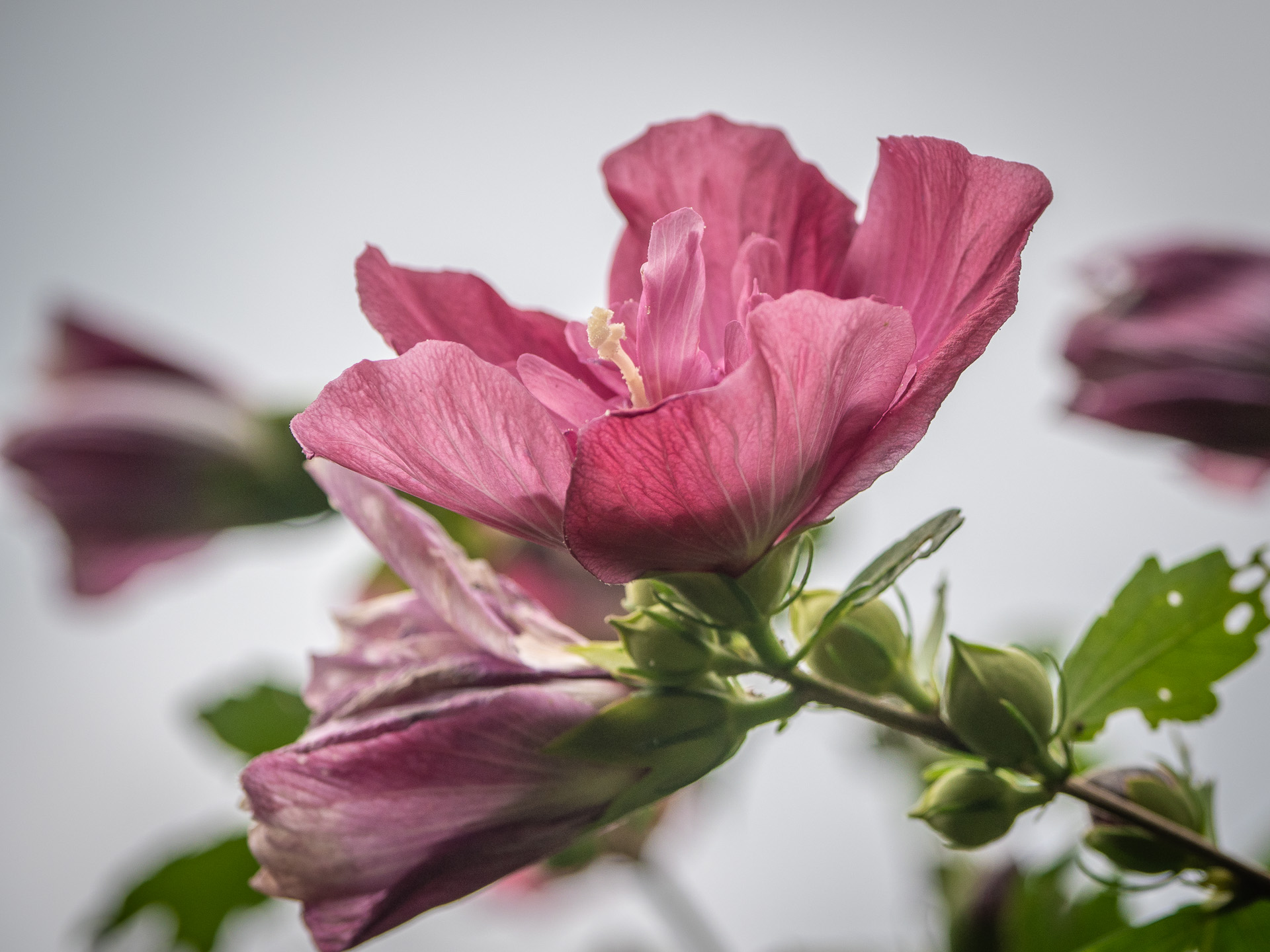 Rose of Sharon