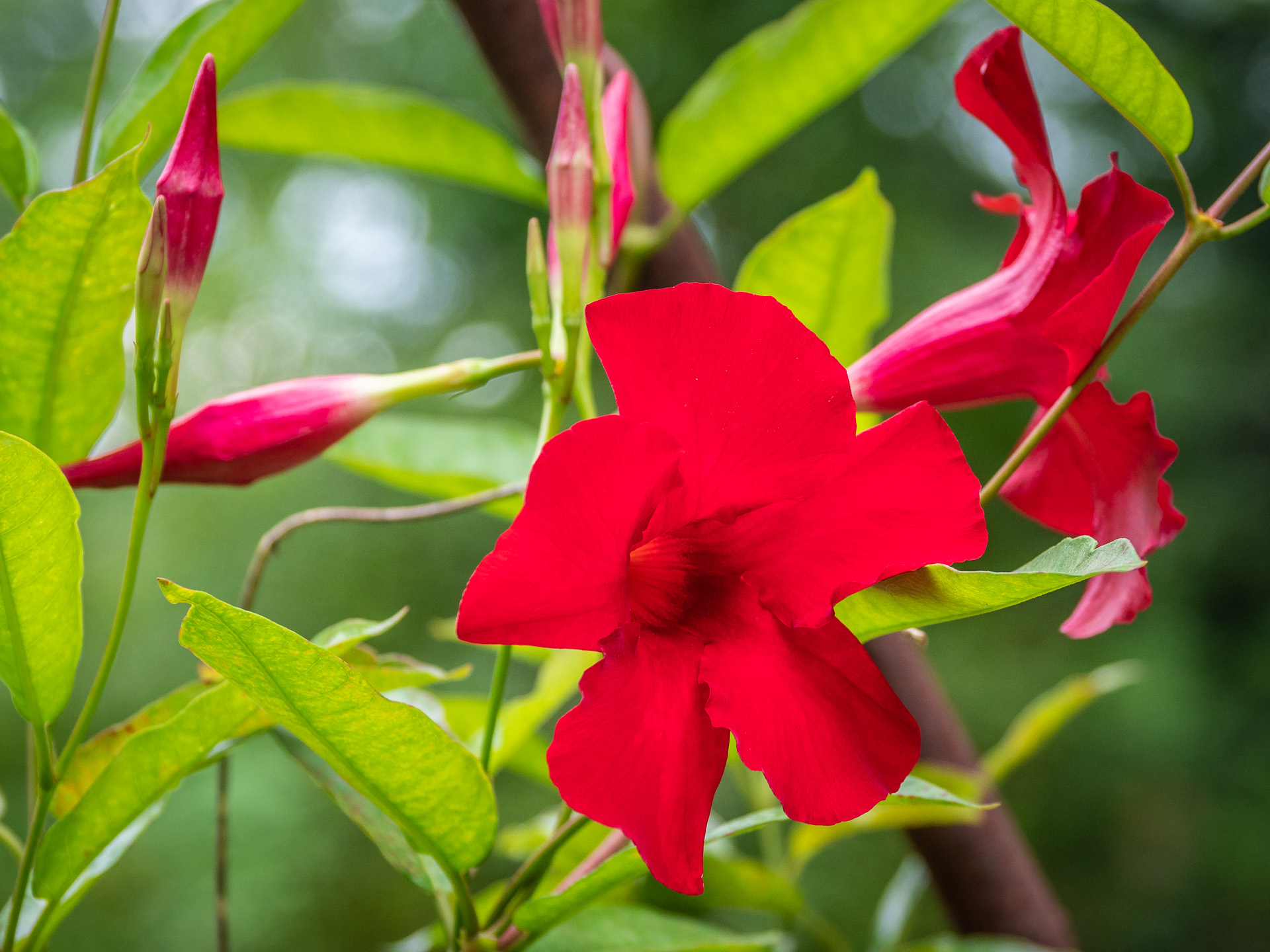 Mandevilla