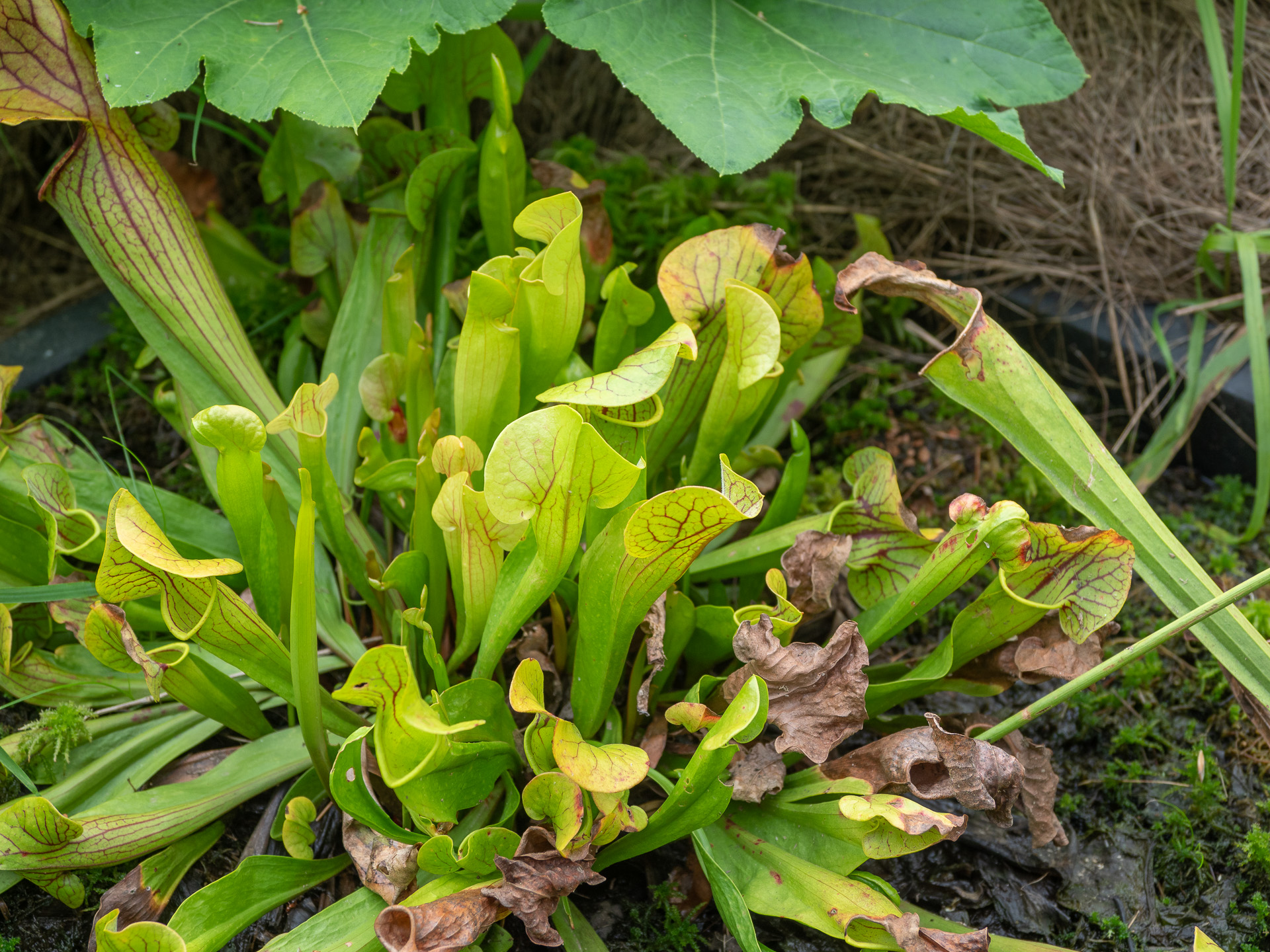 PoltrackGarden-201808269.jpg