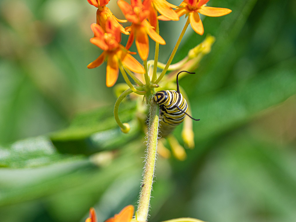 Monarch caterpillar